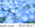 Nemophila 39159617