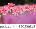 Tulip 1 39159618