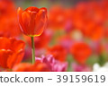 Tulip 2 39159619