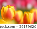 Tulip 3 39159620