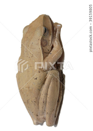 Common tree frog with isolated on white background Common tree frog with isolated on white background 39159805