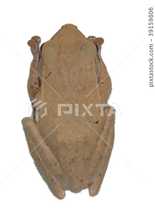 Common tree frog with isolated on white background 39159806
