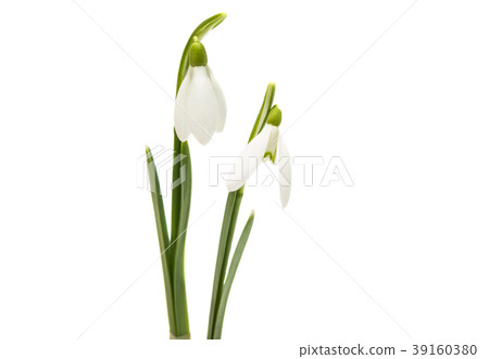snowdrop isolated snowdrop isolated 39160380