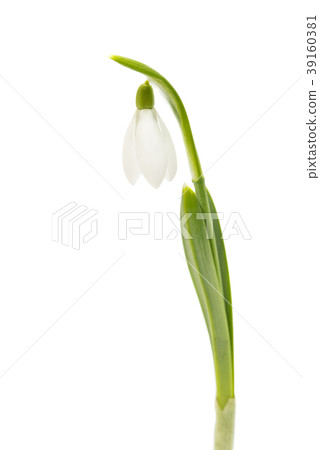 snowdrop isolated snowdrop isolated 39160381