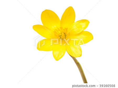 Yellow spring flower isolated 39160508