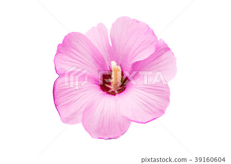 pink hibiscus isolated pink hibiscus isolated 39160604