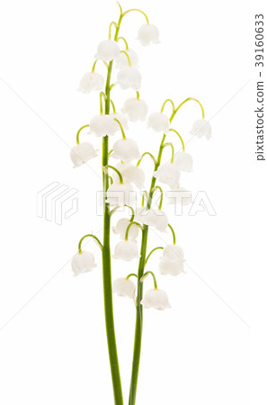 Lily of the valley flowers isolated Lily of the valley flowers isolated 39160633
