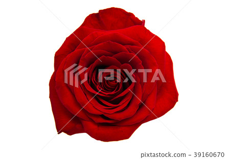 red rose isolated red rose isolated 39160670