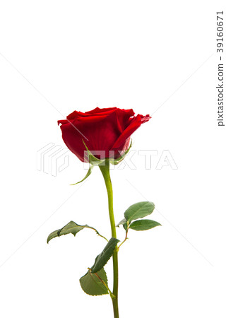 red rose isolated red rose isolated 39160671