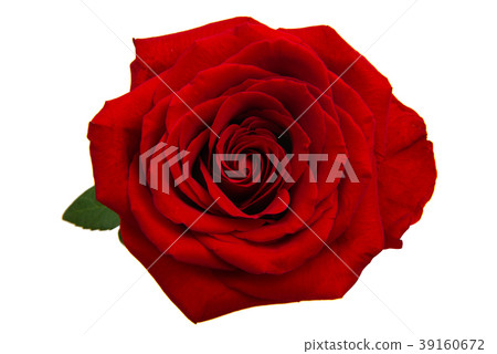 red rose isolated red rose isolated 39160672