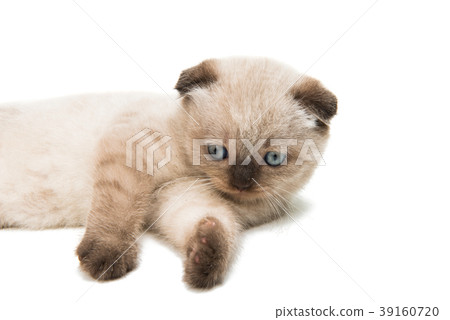 lop-eared kitten isolated 39160720