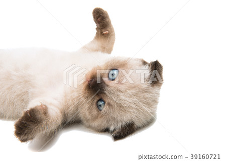 lop-eared kitten isolated lop-eared kitten isolated 39160721