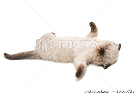 lop-eared kitten isolated 39160722