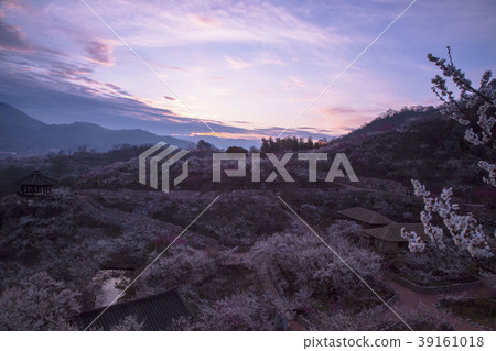 Gwangyang plum 39161018