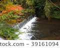 Kurokawa Onsen and autumn leaves 39161094