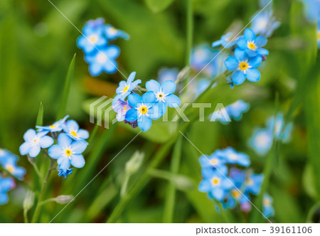 Water forget-me-not Myosotis scorpioides Myosotis Water forget-me-not Myosotis scorpioides Myosotis 39161106