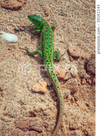 Green sand lizard Lacerta agilis on sand Green sand lizard Lacerta agilis on sand 39161143