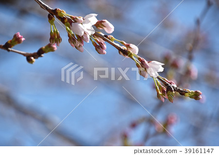 Cherry flower bud just before flowering 39161147