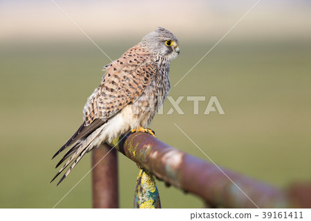 Common kestrel (Falco tinnunculus) Common kestrel (Falco tinnunculus) 39161411