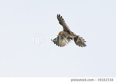 Common kestrel (Falco tinnunculus) Common kestrel (Falco tinnunculus) 39161538
