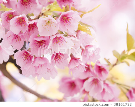 Sakura Up Sakura Up 39161752