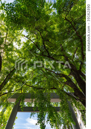 波浪Inari神社Tegaki銀杏 39162890