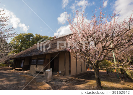 江戶東京花園農場農民梅花 39162942