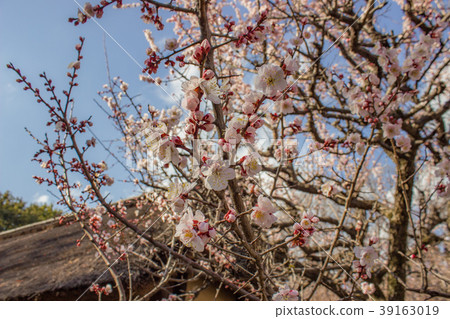 江戶東京花園 江戶東京花園 39163019