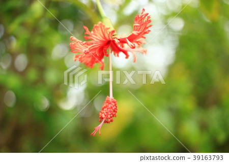 Fulinbrasso Fulinbrasso 39163793