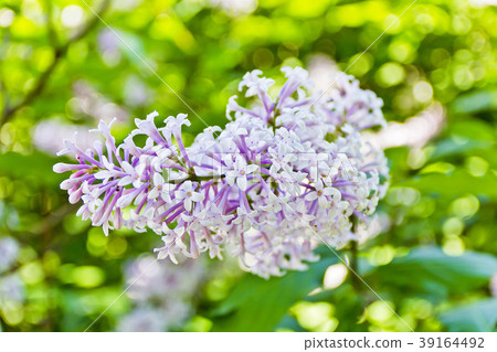 One inflorescence pale purple lilac One inflorescence pale purple lilac 39164492