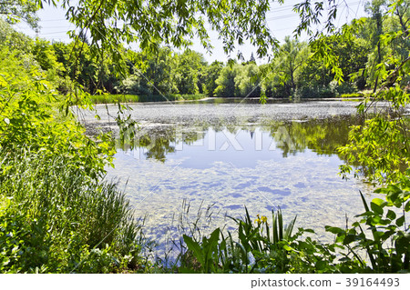 Summer landscape with lake and forest Summer landscape with lake and forest 39164493