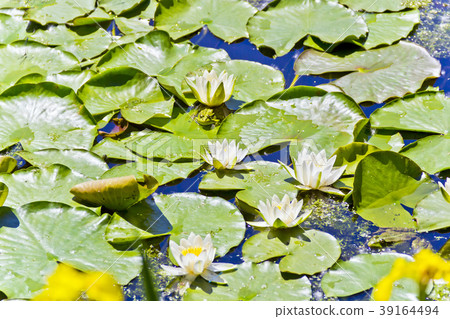 Lake with water lily and frog Lake with water lily and frog 39164494