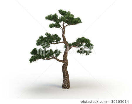japan pine 39165014