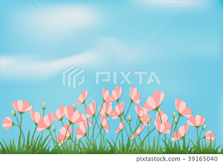 Paper art illustration of cosmos flower background 39165040