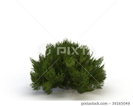 thuja thuja 39165049