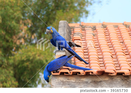 Couple of Hyacinth macaw, Brazilian wildlife 39165730