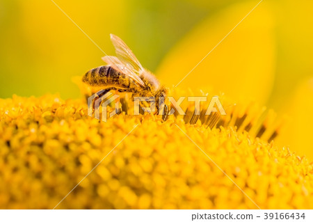 Honey bee collecting yellow pollen flower nectar 39166434