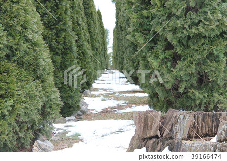 Thaw snow.thawing Thaw snow.thawing 39166474