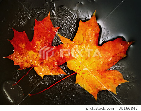Maple Leaves Maple Leaves 39166843