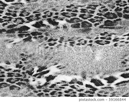 Leopard Style Background Leopard Style Background 39166844