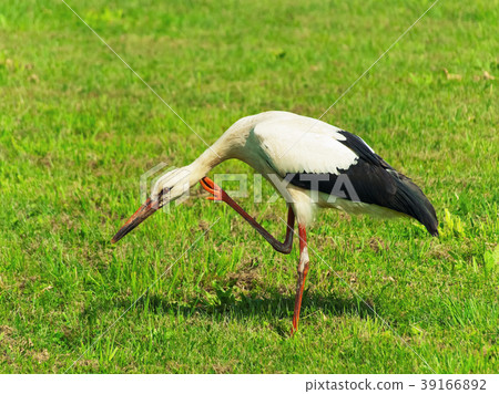 Stork 39166892