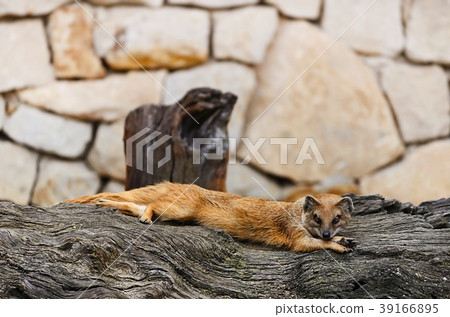 Mongoose Mongoose 39166895