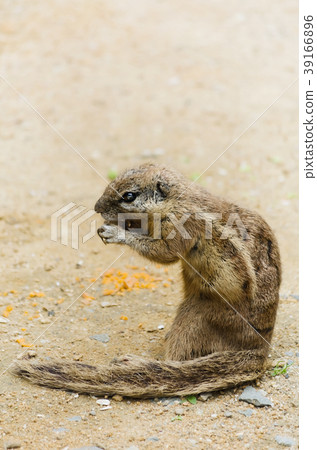 Chipmunk 39166896