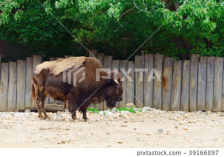 Bison Bison 39166897