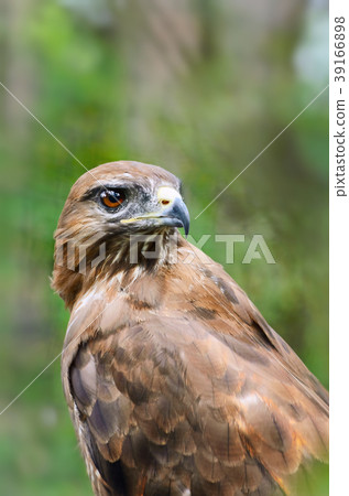 Eagle Eagle 39166898