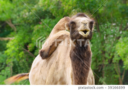 Camel 39166899