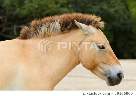 Przewalski Horse 39166900