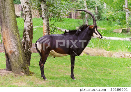 Sable Antelope 39166901