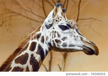 Giraffe 39166910