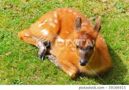 Bushbuck Antelope Bushbuck Antelope 39166915